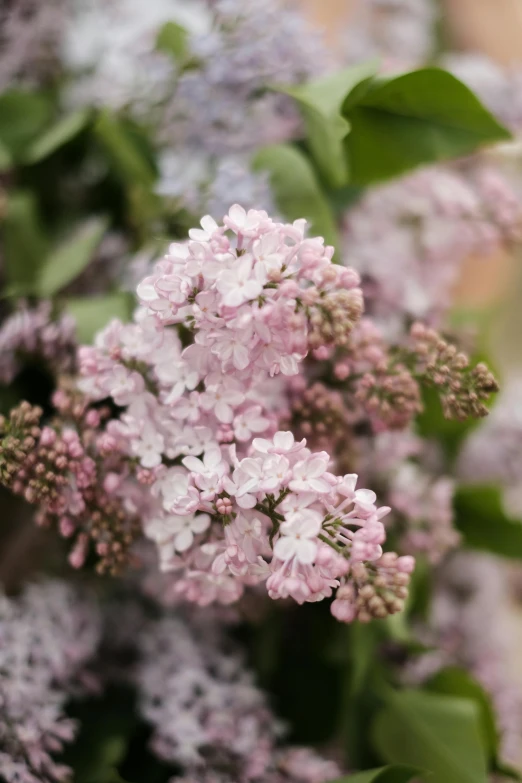 a bouquet of lilacs is growing near another bunch