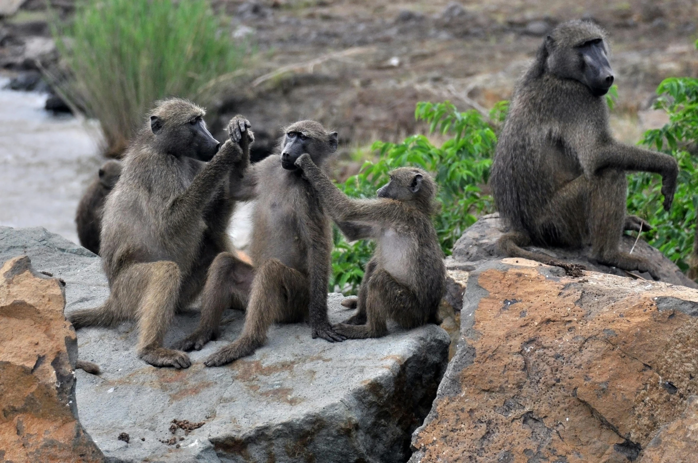 a group of three monkeys sitting on a rock