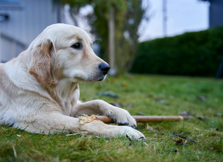 a dog that is laying in the grass