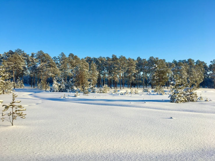 the view across a snowy plain to a grove of trees