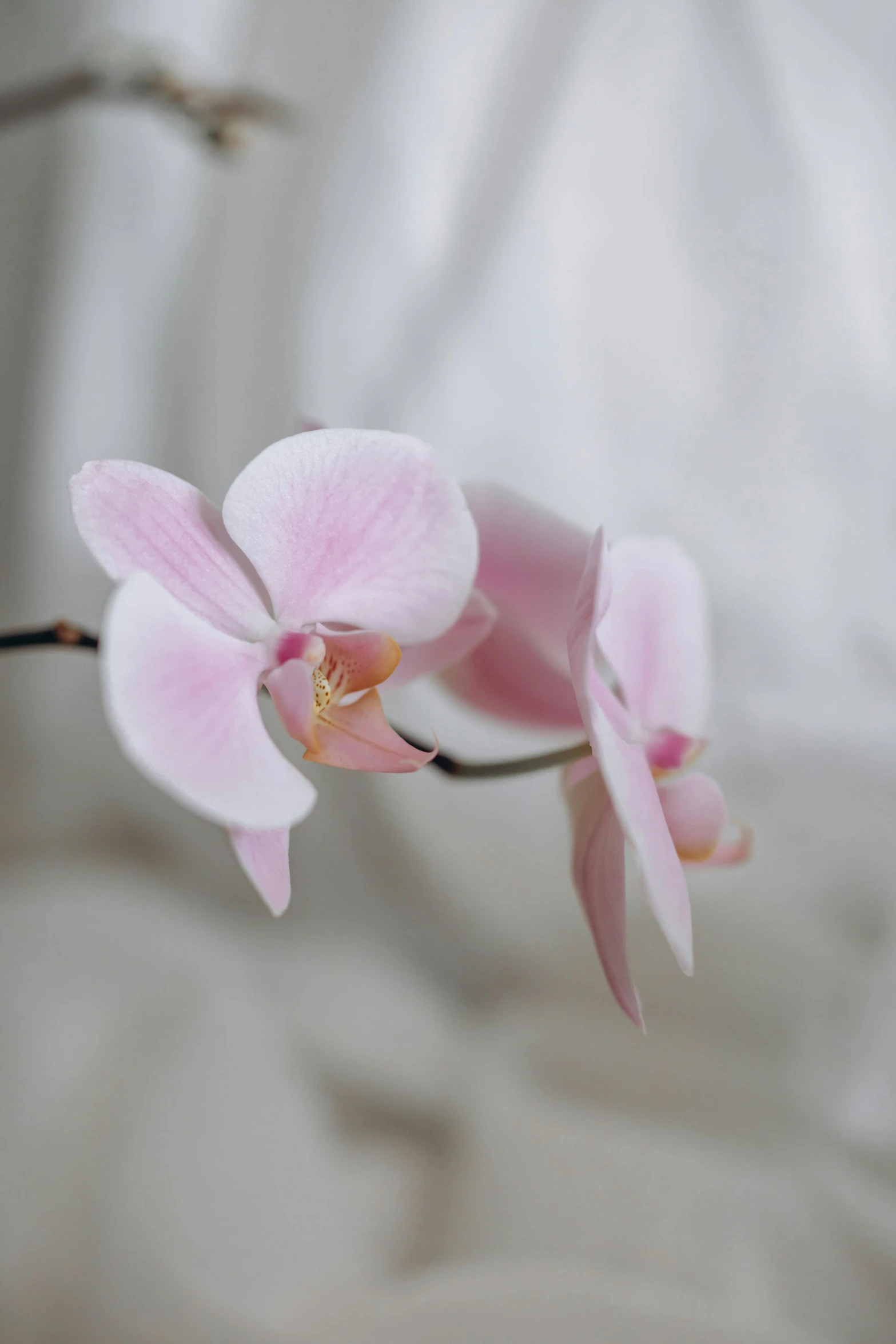 two pink flowers hanging from the stem of a flower