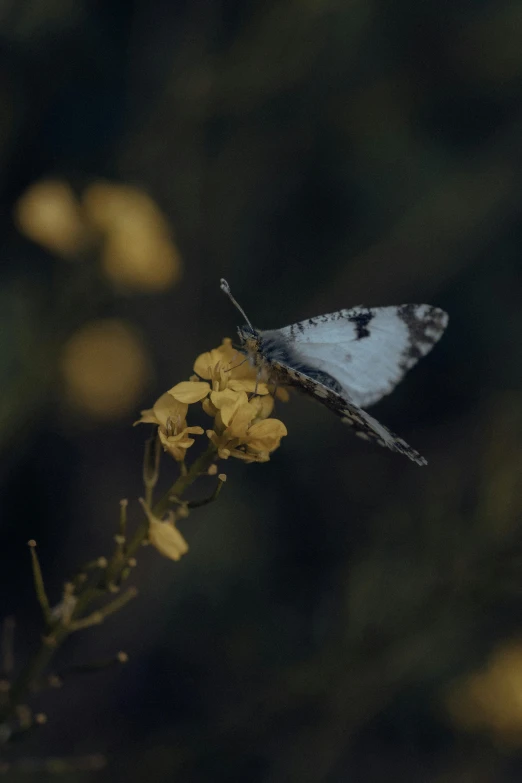 a white and gray moth on yellow flowers