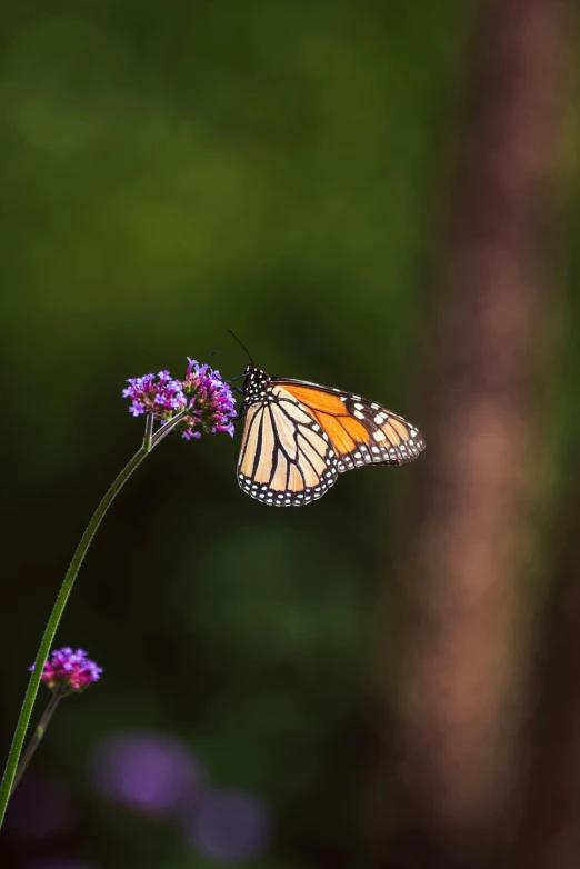 an orange and black erfly resting on a purple flower