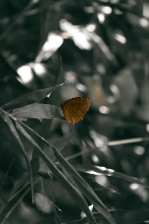 a brown erfly sitting on top of a leafy green plant