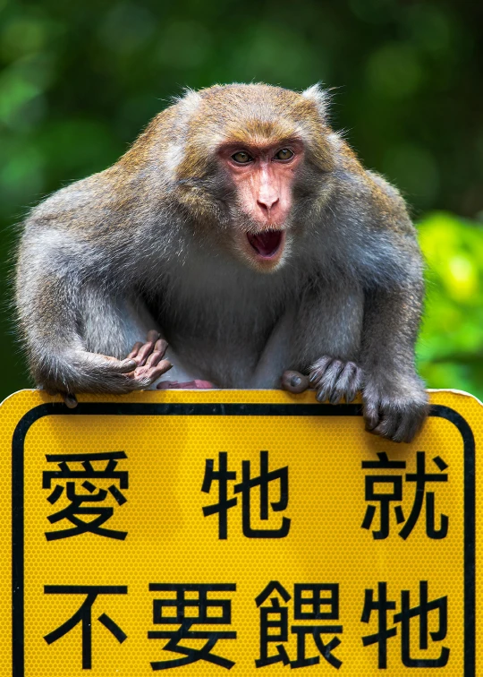 a monkey with its mouth open and tongue out sitting on top of a yellow sign