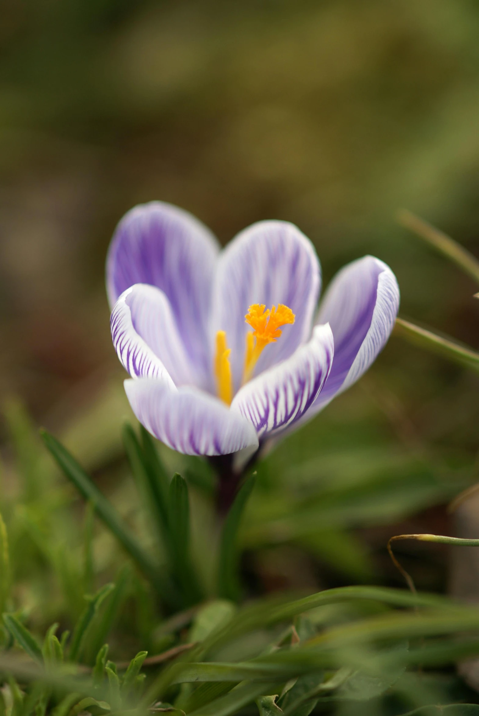 this is a very close up view of a flower