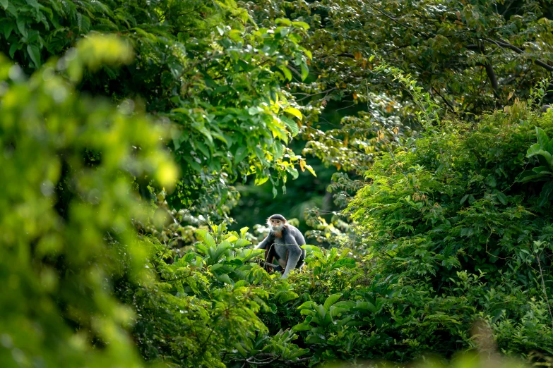 a person is walking through the jungle