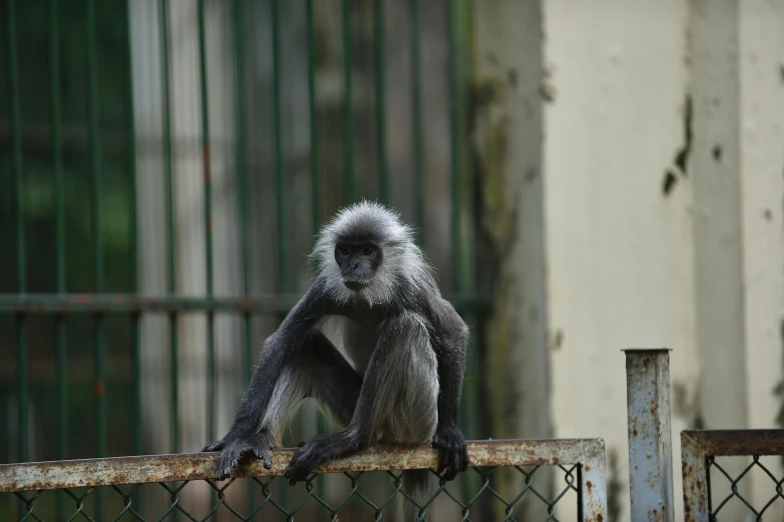 a monkey sitting on top of a fence near a tree