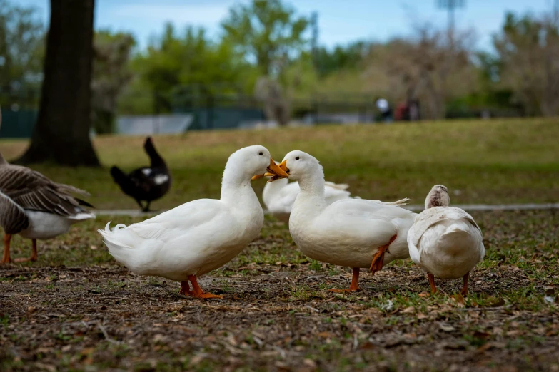 four ducks are on the grass in front of trees