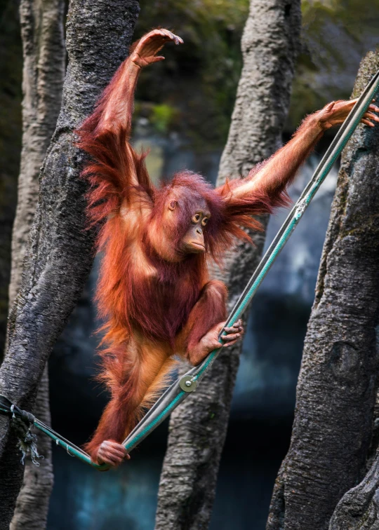 an orangutan swinging in the trees on a rope