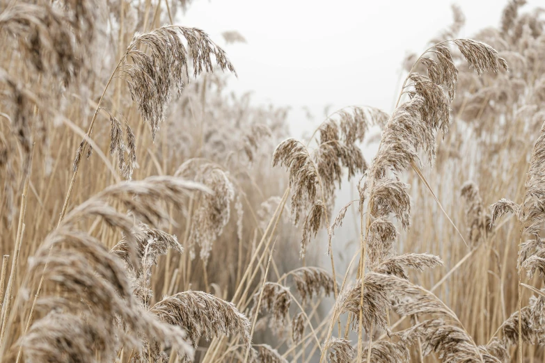 a bunch of dry grass that have been taken care