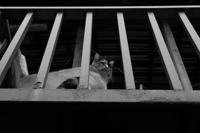 a cat that is sitting on the ground by a rail