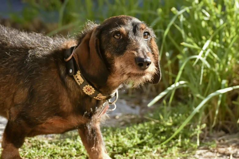 an image of a dog on the grass