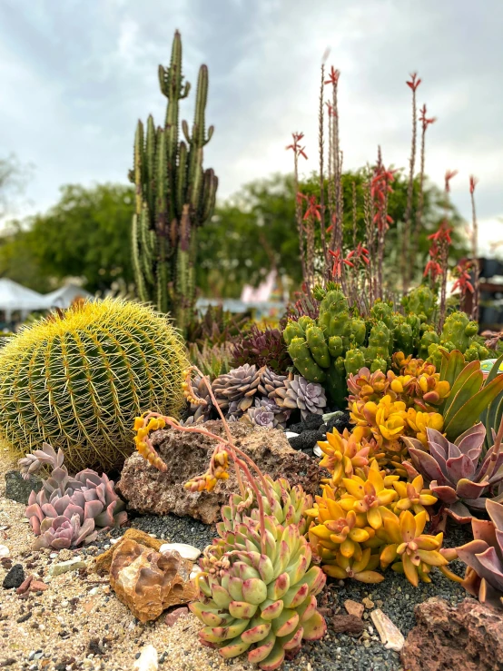 a bunch of green and yellow plants on top of a dirt ground