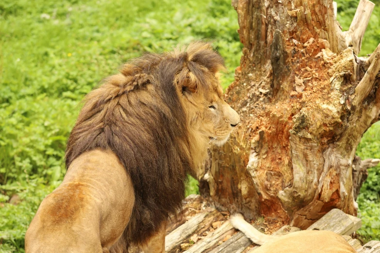 two lion standing on top of a pile of trees