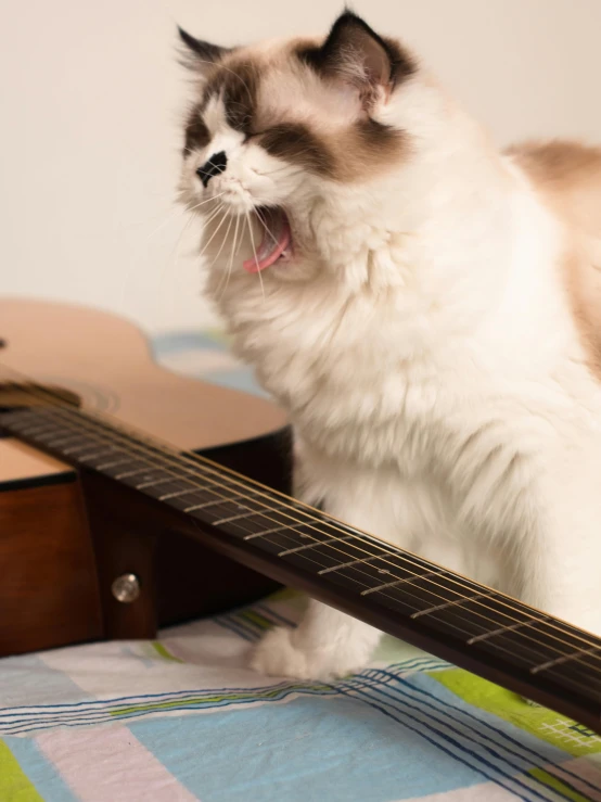 a white cat is laying down playing a guitar