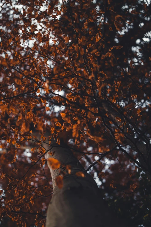 an old person looking up in front of fall leaves