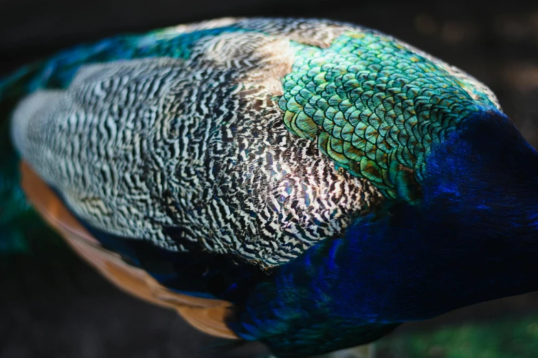 a close up of a peacock with colored feathers