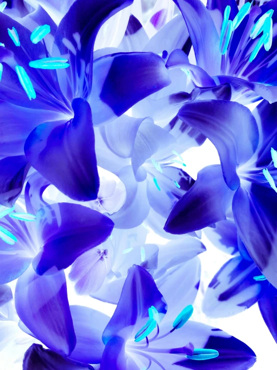 purple and white flowers are featured against a blue background