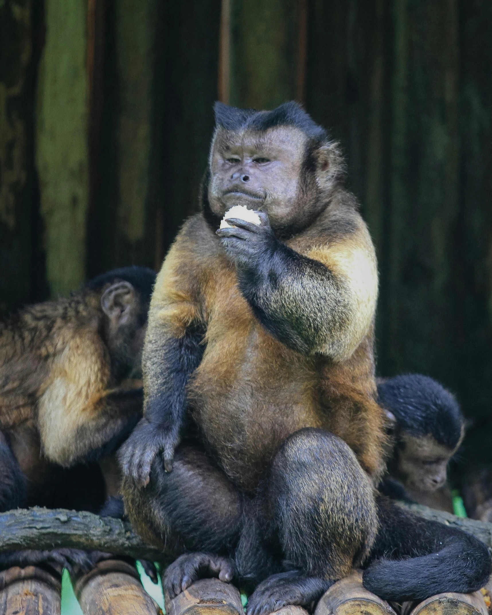 the two monkeys are sitting on a pile of logs