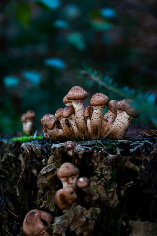 small group of mushrooms growing out of a tree stump