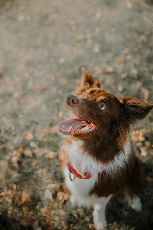 small dog with his tongue out sitting in the dirt