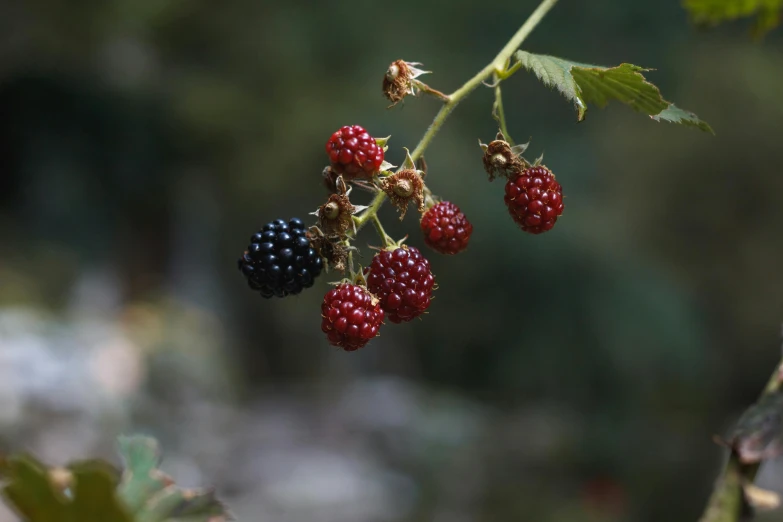 blackberries on the nch in the sun light