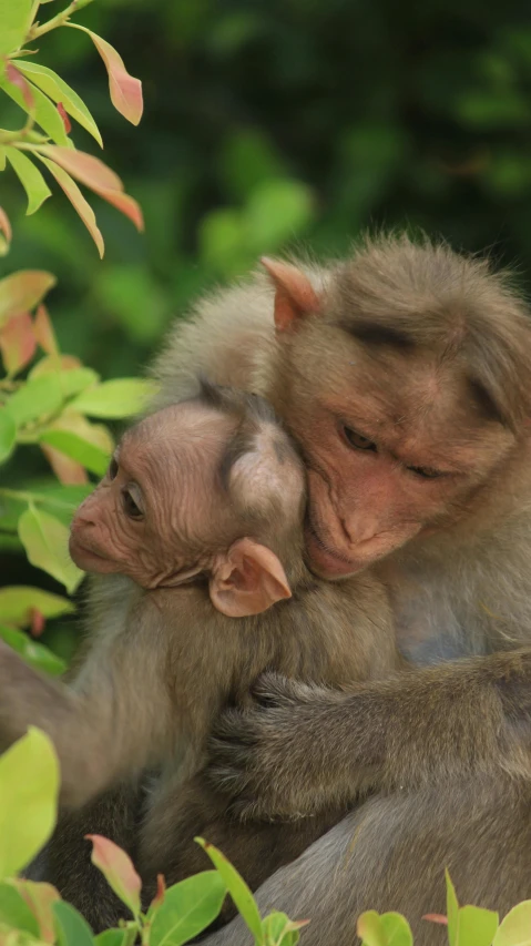 an adult and child monkey that are sitting together