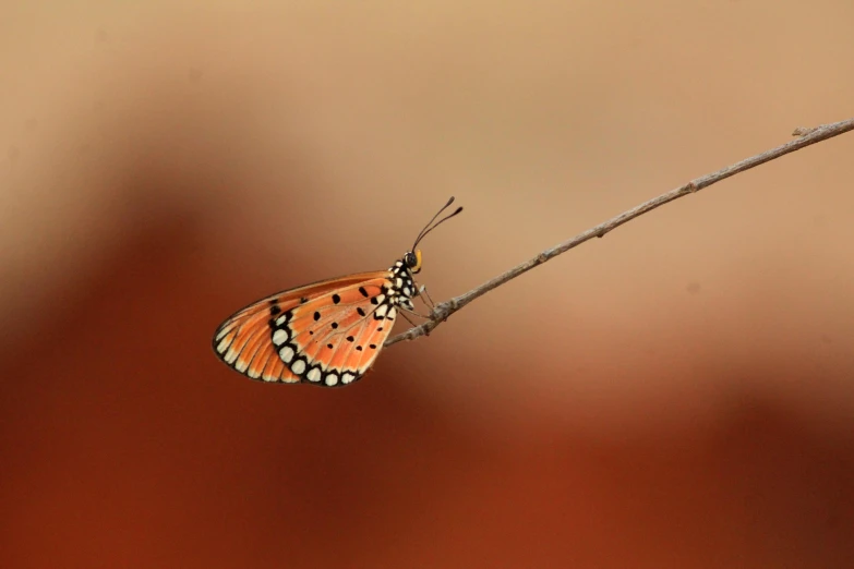 a erfly sitting on top of a plant stem