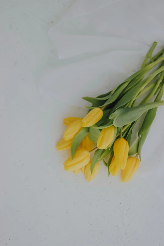 several yellow tulips lay on a white surface