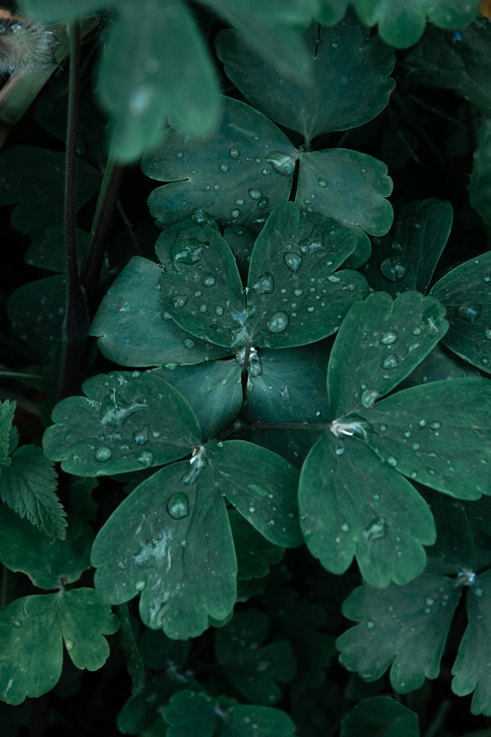 a closeup of green leaves with water drops