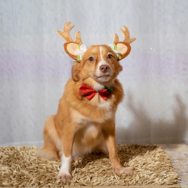 a dog is wearing a deer's head with horns and sitting on a rug