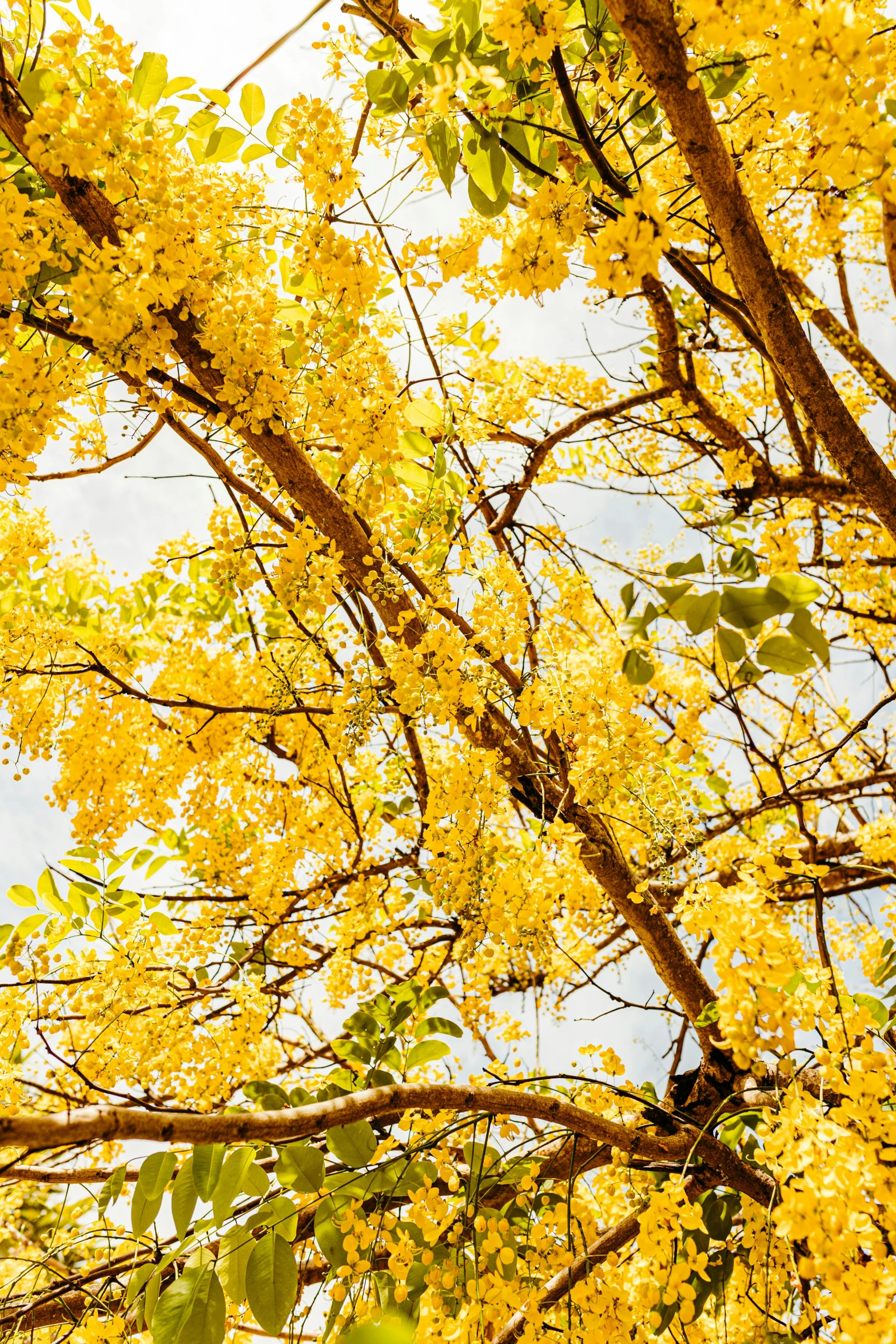 a large tree with lots of yellow leaves