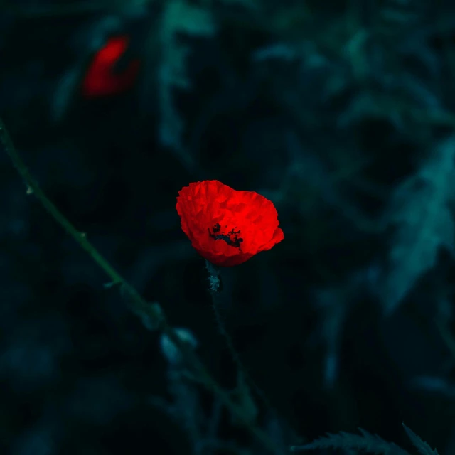 an image of a red flower against the dark background