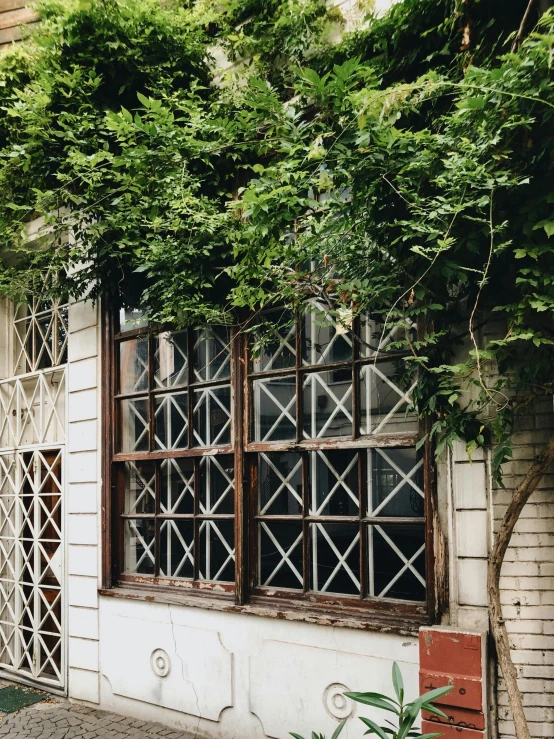 an old house with a broken window, on which is greenery covering the windows