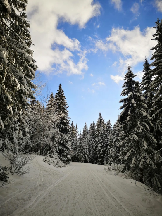 a snowy road leading to a pine forest with clouds and blue sky
