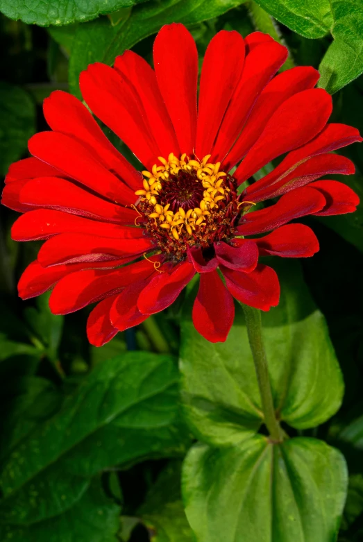 a red and yellow flower in a lush green area