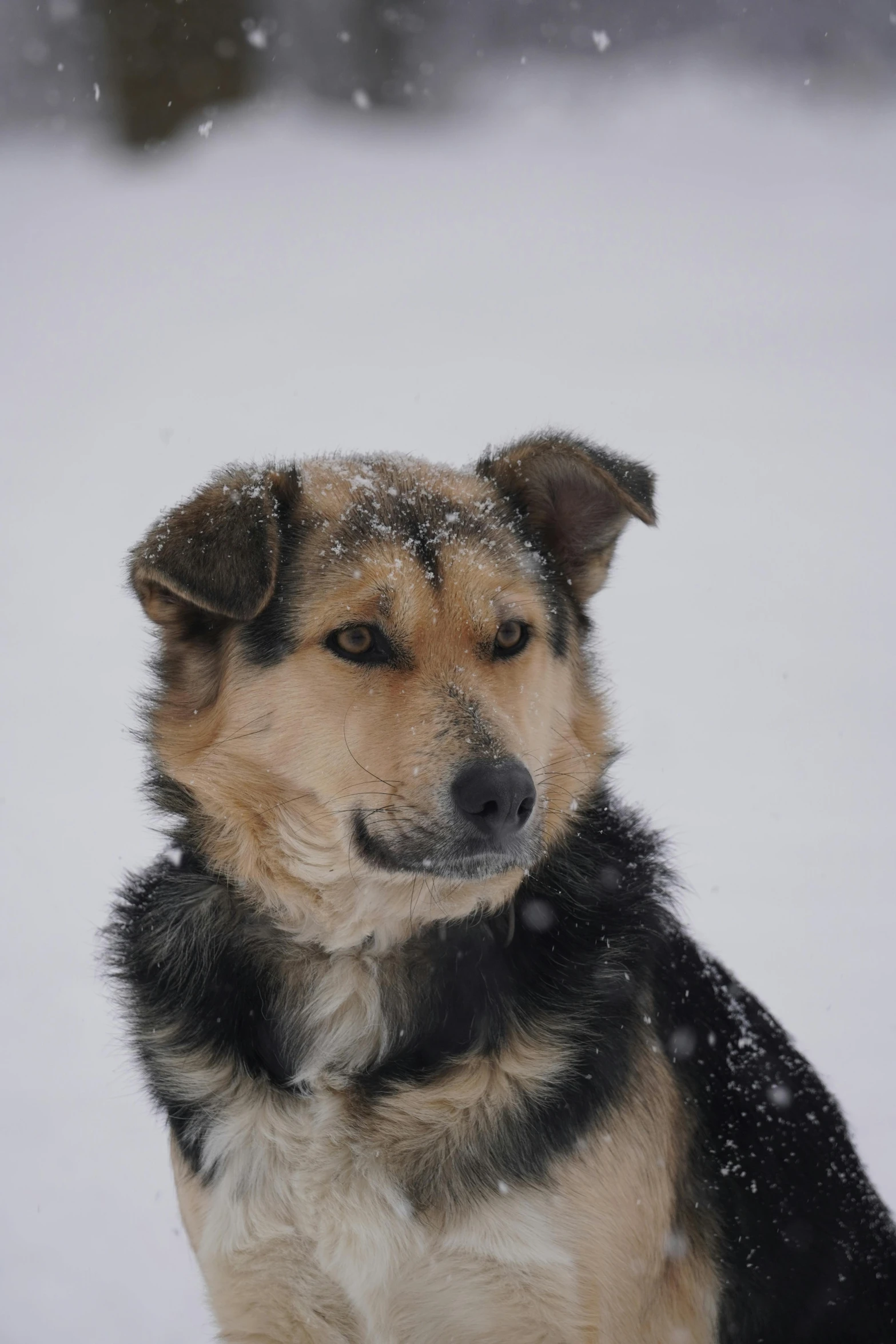 a close up of a dog sitting in the snow