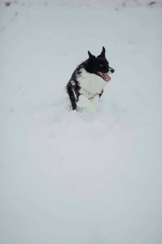 the dog is playing with his toy in the snow