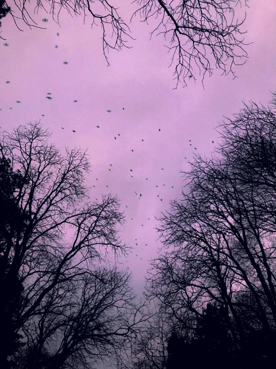 a bunch of birds are in the dark purple sky
