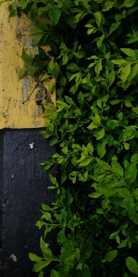 a view from above of some bushes, and a stop sign