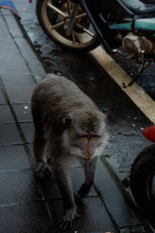 a monkey walking across the street with another behind him