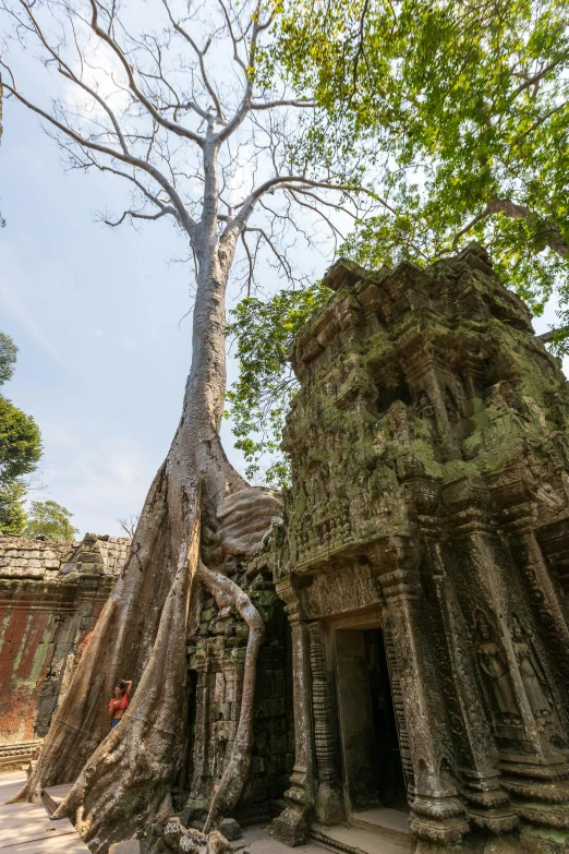 roots grow on the face of the ancient ruins