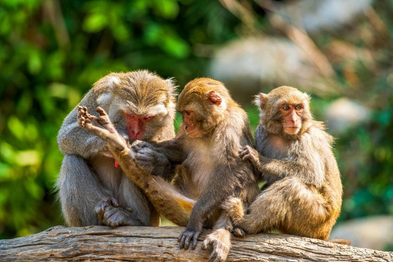 three monkeys sitting on top of a log in the woods