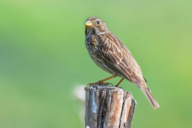 the small brown bird is sitting on the stump