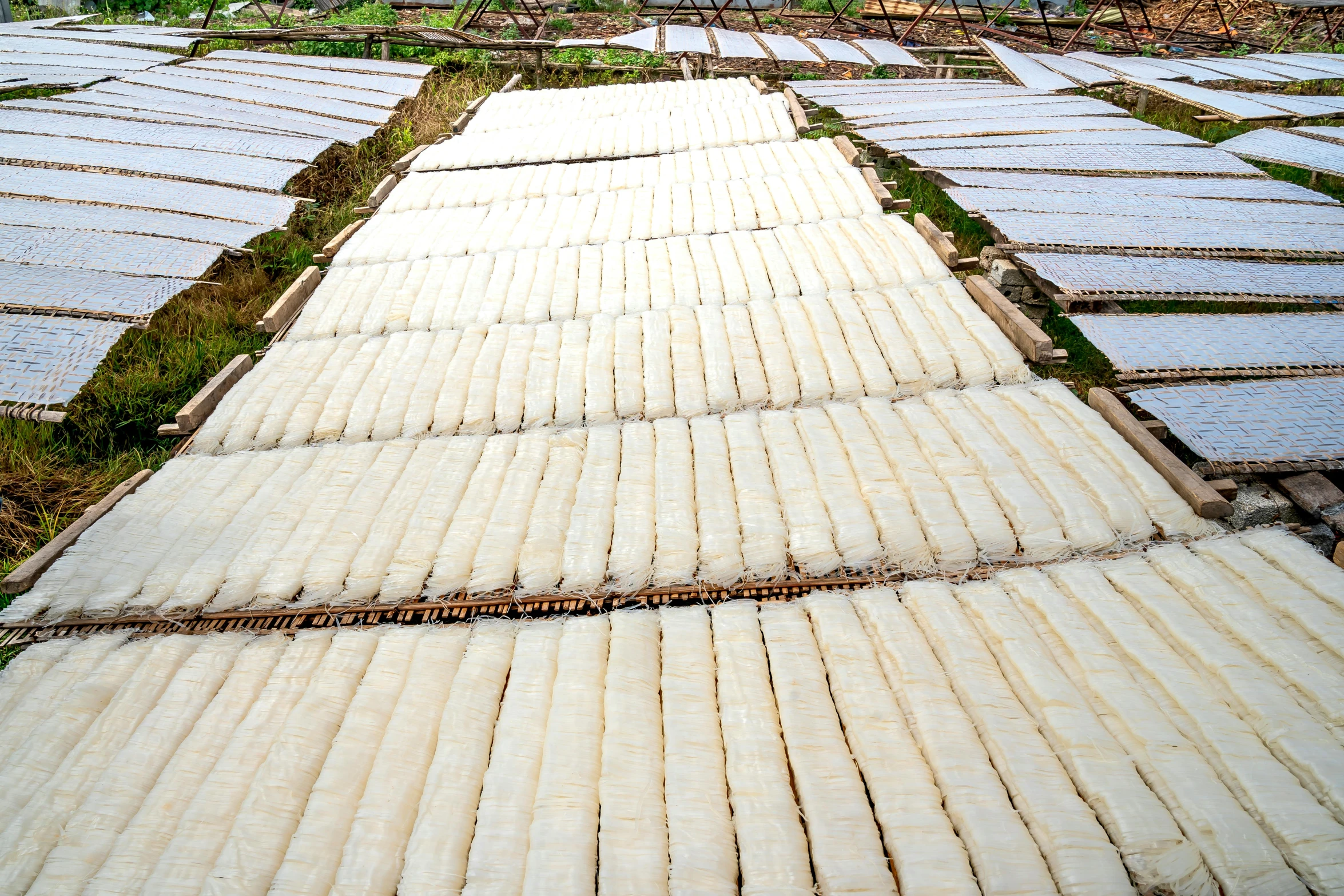 rows of snow like plants and some vegetation