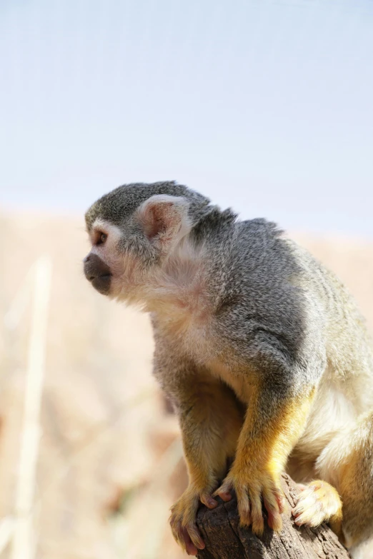 a small animal sits on top of a tree nch