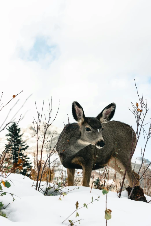 there is a deer that is standing in the snow