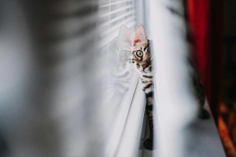 a cat looking outside the window with its reflection