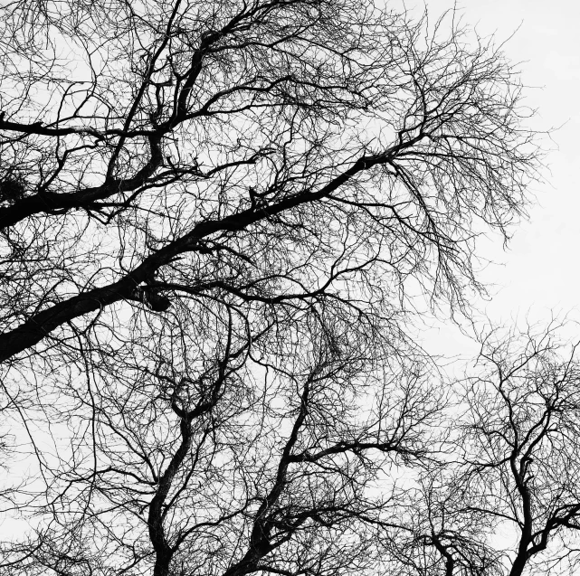 an image of tree tops seen from ground level